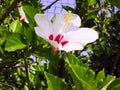 Flower called Hibiscus Royalty Free Stock Photo