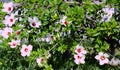 Flower called Hibiscus Royalty Free Stock Photo