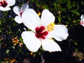 Flower called Hibiscus Royalty Free Stock Photo