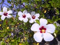 Flower called Hibiscus Royalty Free Stock Photo