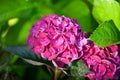 Flower called hydrangea or hortensia  in pink color Royalty Free Stock Photo