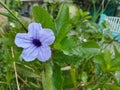 a flower called kencana ungu & x28;Habitus Ruellia tuberosa L.& x29; is blooming purple, good for background Royalty Free Stock Photo