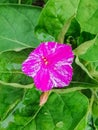 The flower is called mirabilis, or night beauty.