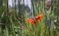 A crocosmia flower amongst a member of the horsetail family Royalty Free Stock Photo