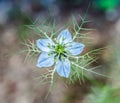 A flower Nigella damson, photos taken with a super macro lens Royalty Free Stock Photo