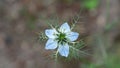 A flower Nigella damson, photos taken with a super macro lens Royalty Free Stock Photo