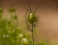 A flower Nigella damson, photos taken with a super macro lens Royalty Free Stock Photo