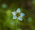 A flower Nigella damson, photos taken with a super macro lens Royalty Free Stock Photo
