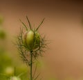 A flower Nigella damson, photos taken with a super macro lens Royalty Free Stock Photo