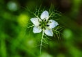 Nigella damson, photos taken with a super macro lens Royalty Free Stock Photo