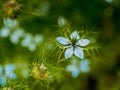 Nigella damson, photos taken with a super macro lens Royalty Free Stock Photo