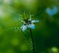 Nigella damson, photos taken with a super macro lens Royalty Free Stock Photo