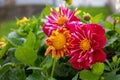 The flower is called night butterfly dahlia. This dahlia is a group of Collarette Dahlias Royalty Free Stock Photo