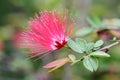 The flower of Calliandra Surinamensis Royalty Free Stock Photo