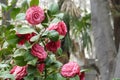 Flower of Camelia japonia Theaceae . Magenta red variety