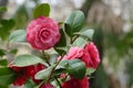 Flower of Camelia japonia Theaceae . Magenta red variety