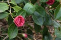 Flower of Camelia japonia Theaceae . Magenta red variety