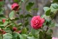 Flower of Camelia japonia Theaceae . Magenta red variety