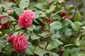 Flower of Camelia japonia Theaceae . Magenta red variety