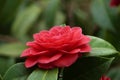 Flower of Camelia japonia Theaceae . Magenta red variety
