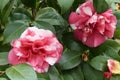 Flower of Camelia japonia Theaceae . White and pink variety