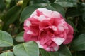 Flower of Camelia japonia Theaceae . White and pink variety