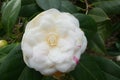Flower of Camelia japonia Theaceae . White variety