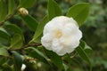 Flower of Camelia japonia Theaceae . White variety