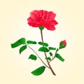 Flower Camellia Japonica with bud vector