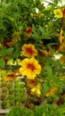 Flower in Cameron Highlands