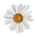 Flower camomile illustration, isolated on white background