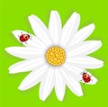 Flower of camomile and ladybirds, on a green background Royalty Free Stock Photo