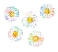 Flower camomile set watercolor Royalty Free Stock Photo