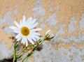 A flower of a camomile on a stalk against background of an old wall Royalty Free Stock Photo