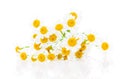 Flower camomile Royalty Free Stock Photo