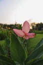 Flower of Canna indica Royalty Free Stock Photo