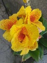 Flower canna yellow Ã°Å¸ÅÂ»