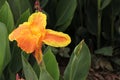 Flower of Canna Yellow King Humbert Royalty Free Stock Photo