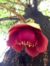 Flower of the cannonball tree Royalty Free Stock Photo