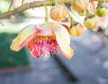Flower of Cannonball Tree Royalty Free Stock Photo