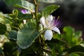 A flower of a capparis spinosa, the caper bush, also called Flinders rose