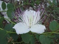 Flower capper Royalty Free Stock Photo