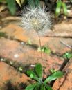 Dandelion Flower capture