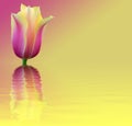 Flower card tulip on pink and yellow background