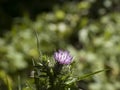 flower of cardus