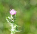 flower of cardus