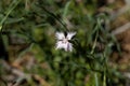 Flower of the carnation Dianthus hyssopifolius