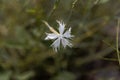 A flower of the carnation Dianthus serotinus