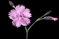 Flower of carnation, lat. Dianthus deltoides, isolated on black background Royalty Free Stock Photo