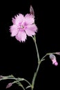 Flower of carnation, lat. Dianthus deltoides, isolated on black background Royalty Free Stock Photo